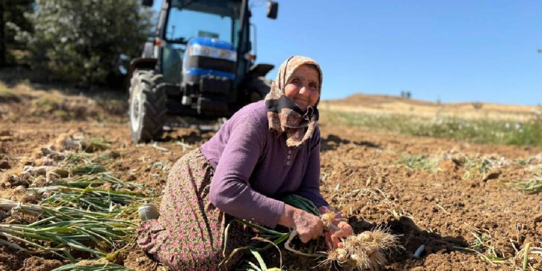 Avrupa Birliği'nce tescillendi adını dünyaya duyurdu! Talep yağan o üründe hasat başladı: Kilosu 230 liraya satılıyor 4